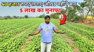 40 हजार रुपए लगाए और 3 महीने बाद 5 लाख का मुनाफा 🤑Profitable Farming  Farmer Brothers [upl. by Neumeyer]