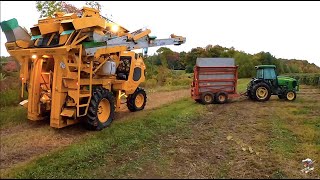 Harvesting Grapes in Erie County Pennsylvania [upl. by Valley869]