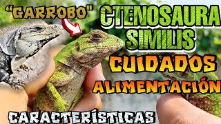 Garrobo CTENOSAURA SIMILIS CUIDADOS Y ALIMENTACIÓN [upl. by Whitelaw]