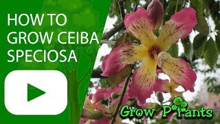 How to grow Ceiba speciosa [upl. by Medin265]