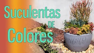 Suculentas De sol Directo  Ve como cambian de color [upl. by Rabi]