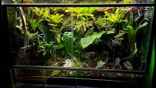 AROID ALERT 180 Gallon RedHead Histrionica Vivarium UPDATE [upl. by Sioled453]