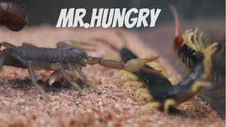 Scorpion vs centipede and mole cricket [upl. by Barrus936]