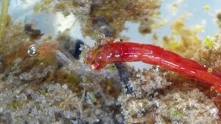 Midge Larva feeding on another Midge larva Chironomidae  Bloodworms [upl. by Jehiel700]