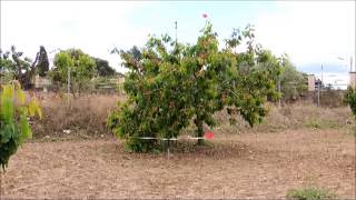 Espantapájaros para arboles frutales [upl. by Dlanigger]