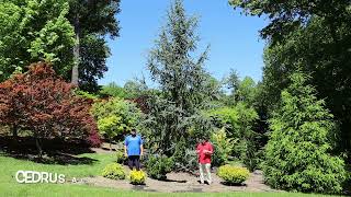 Cedrus Atlantica Fastigiata Blue Atlas Cedar Large Specimen Garden  Conifer Collector [upl. by Reo]