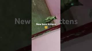 New born kittens 😺funny cat music [upl. by Ahsiemat]