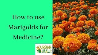 How to use Marigolds for Medicine [upl. by Lek]