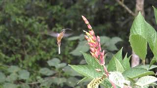 Kolibris an Blueten in Ecuador [upl. by Garik712]