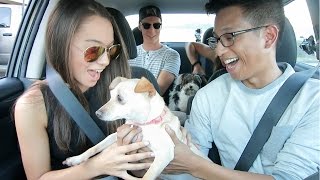 UBER Driver Surprises Passengers with ADOPTED PUPPIES [upl. by Amandy]