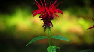 Monarda [upl. by Gretna]