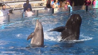 Dolphin Days feat Argo and Sandy at SeaWorld San Diego on 91718 [upl. by Cathrine]