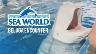 Dolphin Days Full Show at SeaWorld San Diego 2022 [upl. by Irakuy]