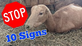 Top 10 Signs Your Goat Is close to Kidding  2020 [upl. by Jemie]