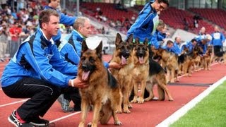 SchäferhundeWM im Auestadion Kassel mit George Foreman [upl. by Ahsoek]