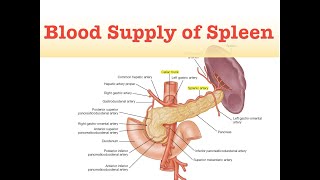 Blood Supply of Spleen [upl. by Egas]