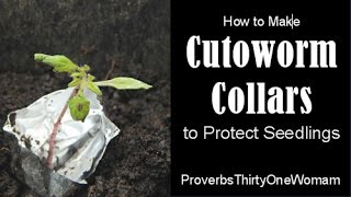 How to Make Cutworm Collars to Protect Plant Seedlings [upl. by Sivart]