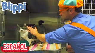 Blippi visita un Refugio de Animales Compilación  Aprende con Blippi [upl. by Violetta]