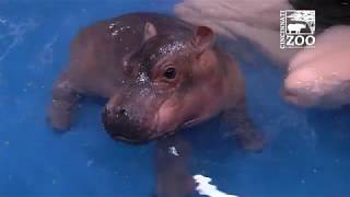 Baby Hippo Fiona  Episode 3 Bigger amp Better  Cincinnati Zoo [upl. by Petrina179]