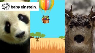 Wild Animal Safari  Baby Einstein Classics  Learning Show for Toddlers  Kids Video [upl. by Shepard]