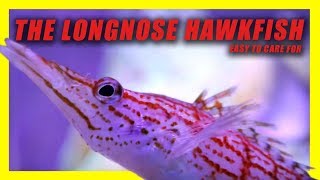 THE LONGNOSE HAWKFISH REEF SAFE [upl. by Lyrret396]