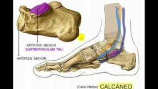 OSTEOLOGIA DE MIEMBRO INFERIOR 10 Diagnostico X [upl. by Siderf]