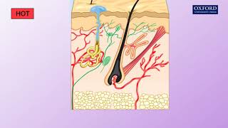 Animation E1 21 How does the skin regulate body temperature [upl. by Tonjes]