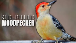 A Redbellied Woodpecker Overview [upl. by Ellenohs]