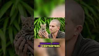 The smallest cat animal shorts trending cats cutecat trendingshorts nature tiger catvideos [upl. by Ayahsal]