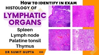 Histology of spleen thymus lymph node and tonsil [upl. by Aztiley301]