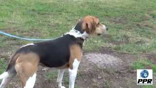 Dan  The Treeing Walker Coonhound [upl. by Eskil]