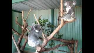 Koala Mating Call [upl. by Lloyd]