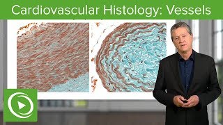 Cardiovascular Histology Vessels – Histology  Lecturio [upl. by Garvin]