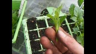 How To Grow Dahlias Taking Dahlia Cuttings [upl. by Belshin]