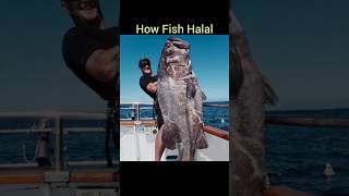 How Fish Halal Allah ki qudrat 💯😱shorts fish [upl. by Shayn]