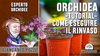 Come si rinvasano le orchidee Tutorial di Giancarlo Pozzi [upl. by Akcired]