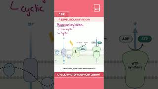 Photosynthesis Cyclic Photophosphorylation [upl. by Burk425]