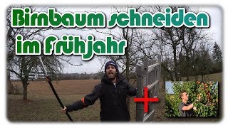 Birnbaum selber schneiden  Profi Tipps von Dominik Baumschule Schreiber [upl. by Caton]