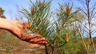 How to Grow Pine Tree from Seed Easy way [upl. by Dich]