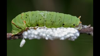 Какие паразитоиды Apanteles Braconidae вывелись из коконов на лебеде Chenopodium энтомология [upl. by Aneehta594]