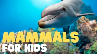 Mammals for Kids  Learn all about the unique characteristics of mammals and what mammals are [upl. by Jeannine]