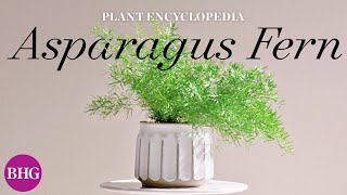 Everything You Need to Know About Asparagus Ferns  Plant Encyclopedia  Better Homes amp Gardens [upl. by Henrik212]