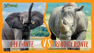 ELEFANTE AFRICANO vs RINOCERONTE BLANCO [upl. by Demetri202]