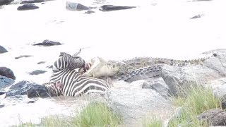 Crocodile Attacks Zebra at River Crossing [upl. by Asylem]