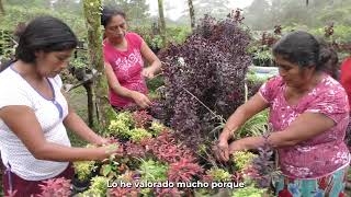 Sembradoras Mujeres Visionarias  Sembrando Vida [upl. by Norak606]