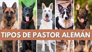 TIPOS DE PASTOR ALEMÁN [upl. by Llaccm]