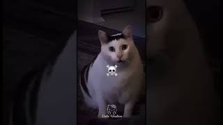 gigachad meme cat edit [upl. by Clemence]