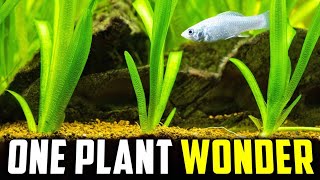 The Only Aquarium Plant Youll Ever Need Itll Never Stop Growing [upl. by Lizzy]