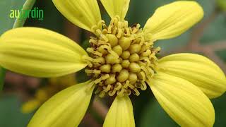 La PLANTE LÉOPARD une vivace aux FEUILLES GRAPHIQUES et à la FLORAISON HIVERNALE [upl. by Ras]