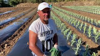 Ouvrier agricole en culture dananas [upl. by Christiano378]